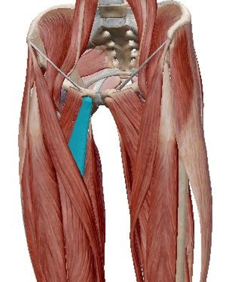 <p>Muscle that adducts the thigh.</p><p>thigh and leg muscle</p>
