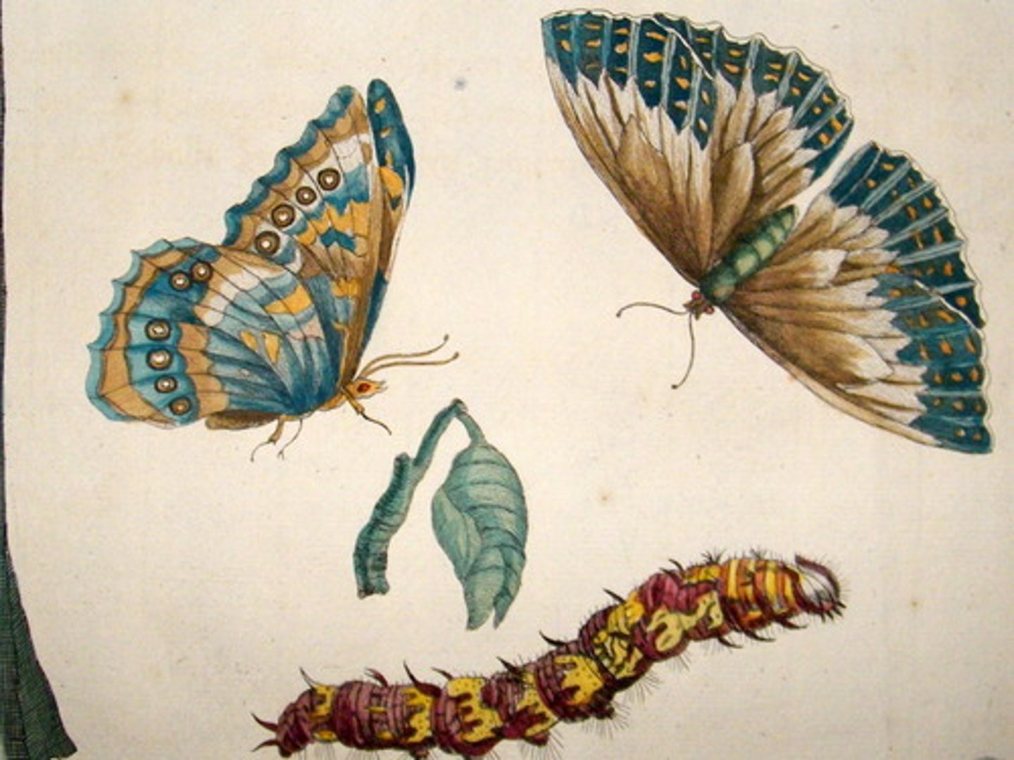 <p>A female scientist, an entomologist, famous for her work researching and writing about the insect world. She got her start working in her fathers workshop, a way into the world of science many women at the time used to get a foot in the door.</p>