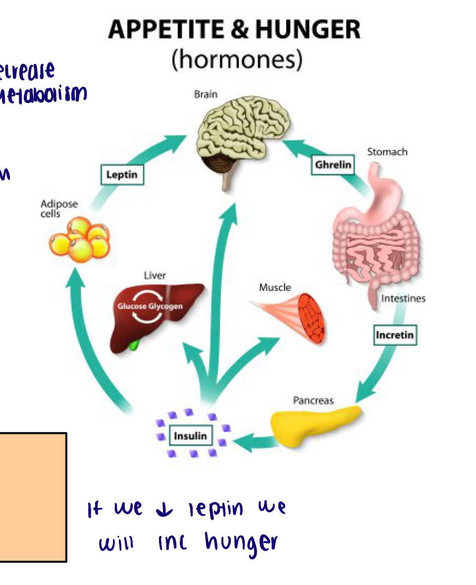 <ul><li><p>Ghrelin and insulin have short-term effects on hunger and eating</p></li><li><p>Leptin is associated with more long-term regulation </p></li></ul><p></p>