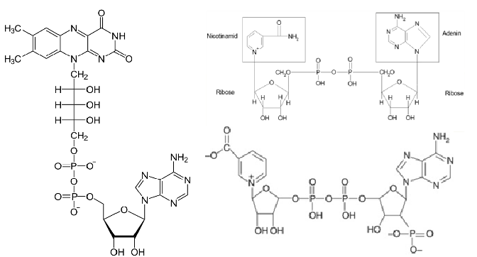 <p>-nicotinamid adenin dinuclotid,nicotinamid adenin dinucleotid phosphate, flavin adenin dinucleotid</p><p>-Riêng thằng NADP+ có thể cung cấp phosphate</p>