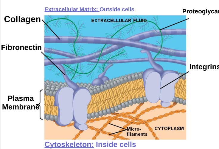 <p>Proteoglycans: a complex web of glycoproteins </p><p>Collagen(protein)   </p><p>elastin( another component)   </p><p>Fibronectin: bond the ECM glycoproteins to integrins(protein of the plasma membrane) that at in the plasma membrane and extend to the cytoskeleton filaments </p><p></p>