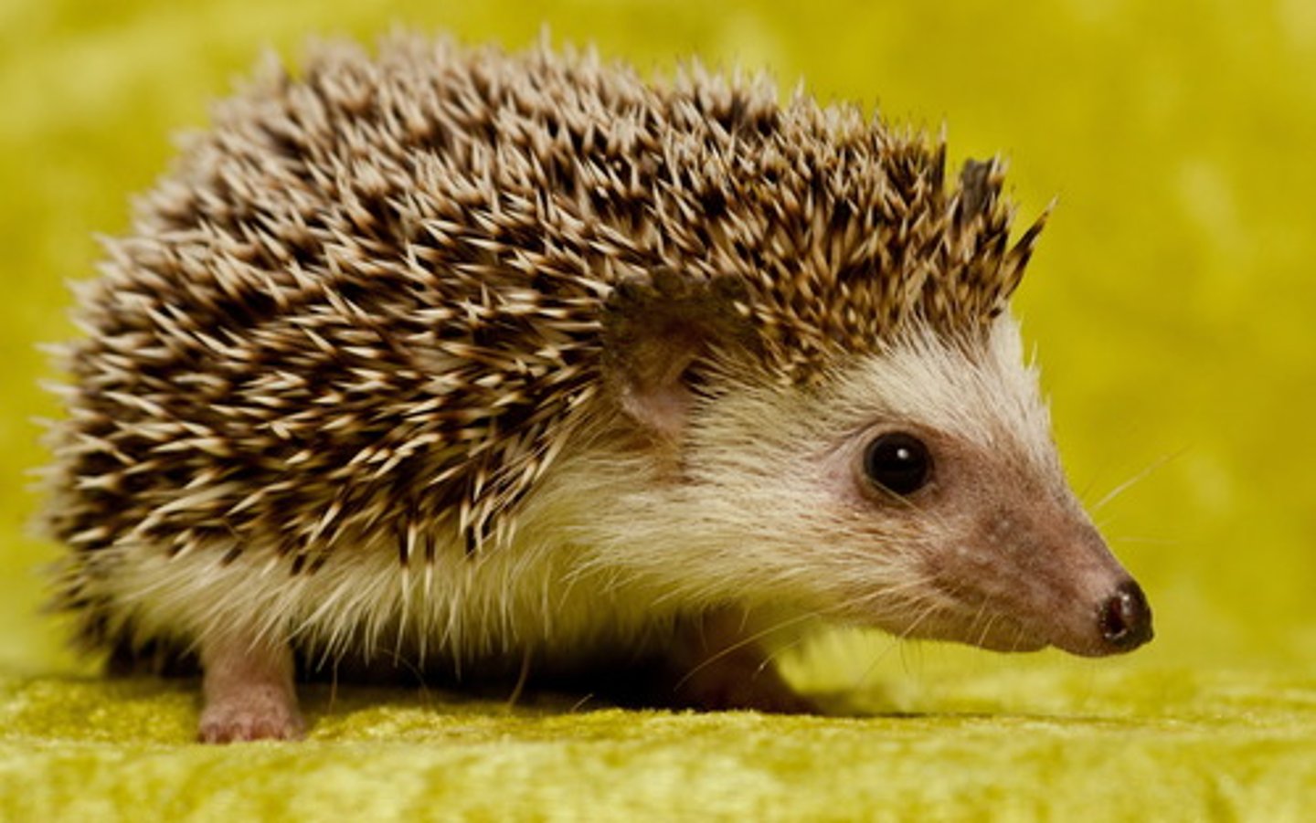 <p>(shells, quills) is used by some animals for defense</p><p>• A wide range of behavioral defenses is known to help prey</p><p>avoid or escape predators</p><p>- Living in groups</p>