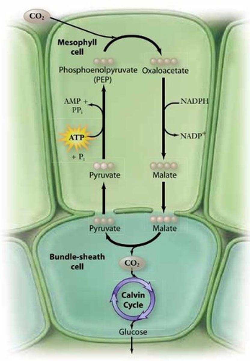<p>C4 plants perform the Calvin cycle and C4 cycle simultaneously in different locations, using PEP carboxylase to fix CO2 more efficiently.</p>