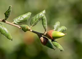 <p>-Leaves are dark green on top and umbrella-</p><p>shaped (convex) with toothed edges (spurs)</p>