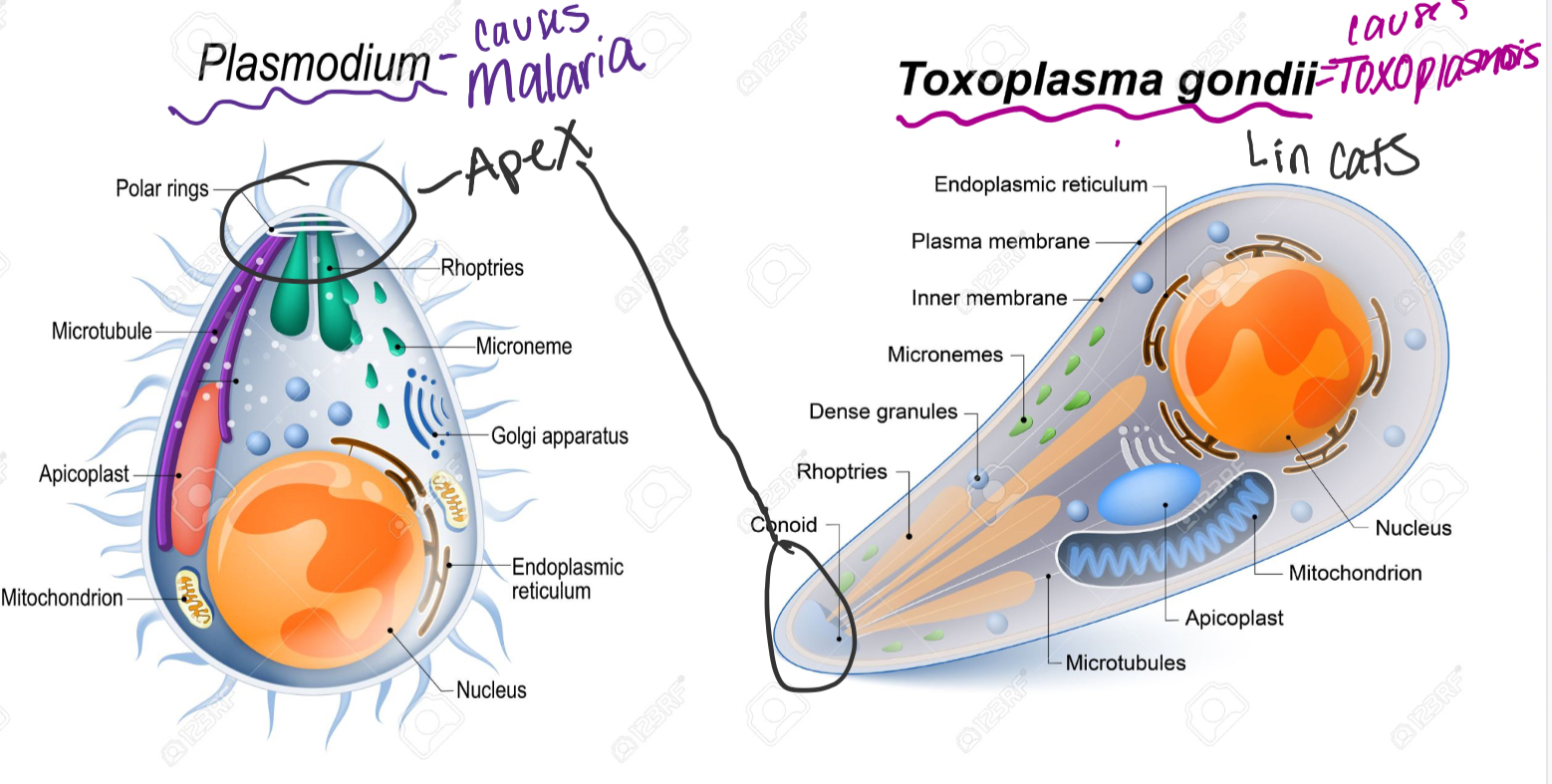 \-Pointed end, No mode of Locomotion, 2 types;

* Plasmodium= causes malaria, requires mosquito and human(intermediate host)
* Toxoplasma gondii= causes toxoplasmids in feces 