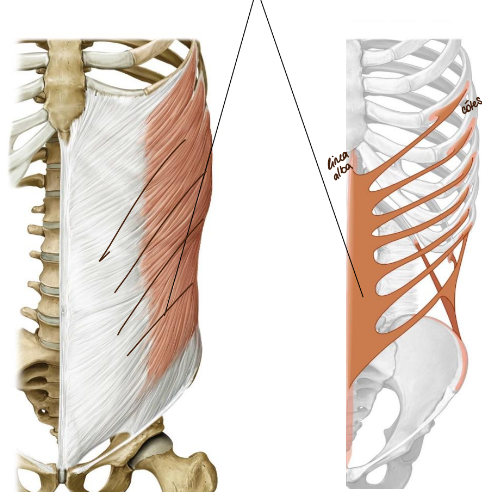 <p><strong>origine</strong>: côtes 5→12 et fascia thoracolumbalis</p><p><strong>insertion</strong>: linea alba et ——-</p><p><strong>innervation</strong>: nerfs intercostaux + nerfs iliohypogasticus + nerfs ilioinguinalis</p><p><strong>fonctions:</strong> rotation contralatérale, flexion latérale ipsilatérale, contraction double → flexion ventrale, pression abdominale</p>