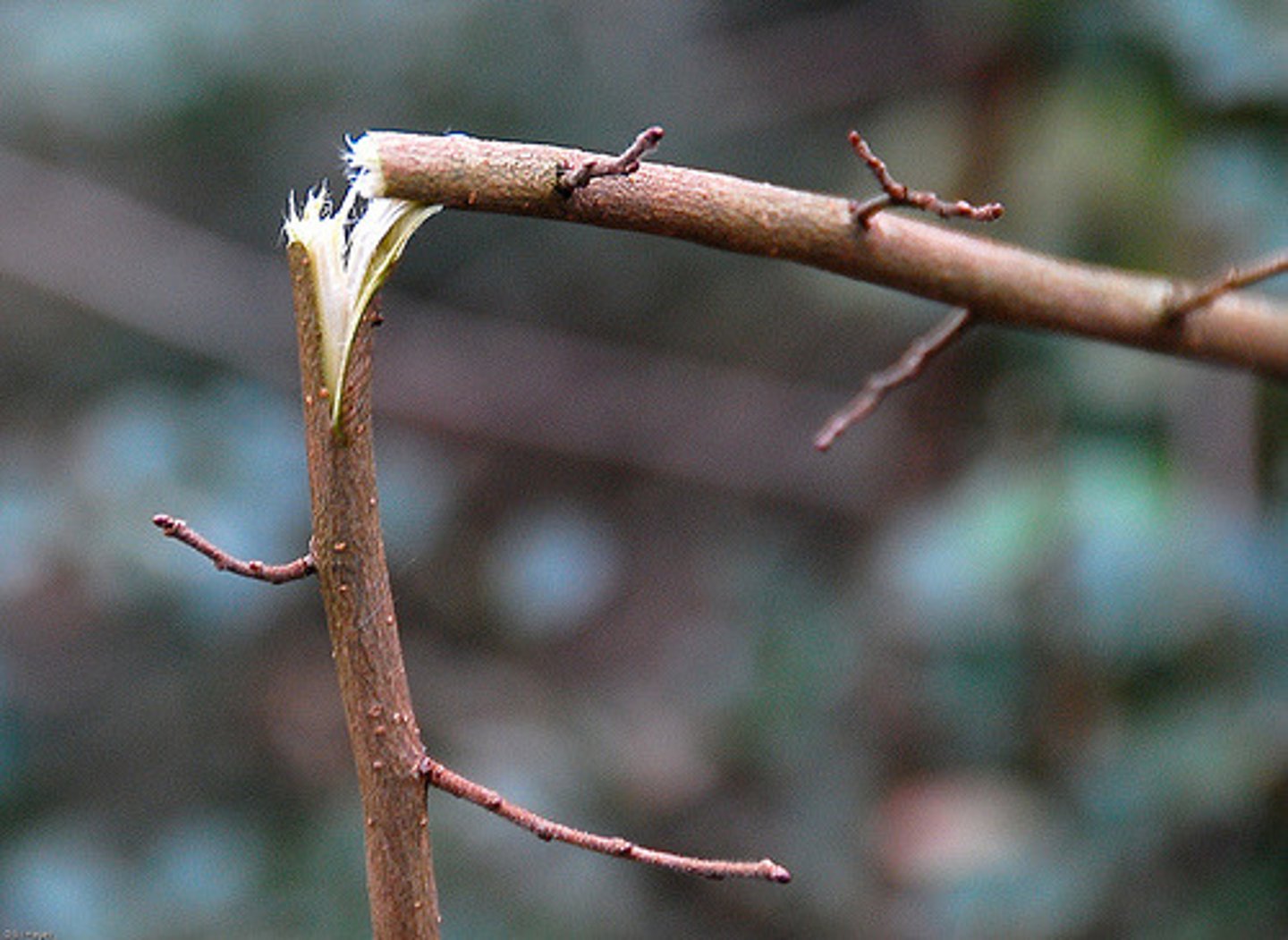 <p>to break suddenly with a sharp sound</p><p>The branch ---- under his weight.</p>