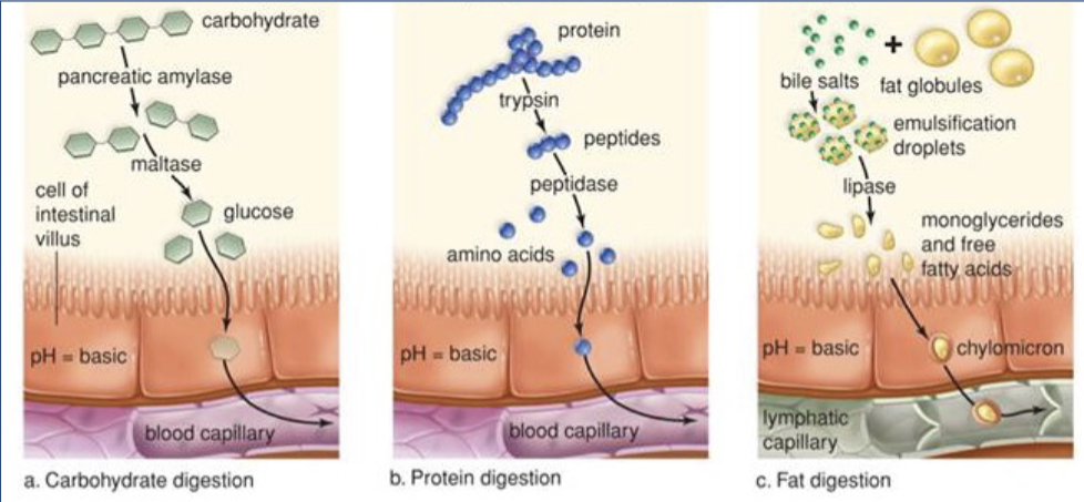 <p><span style="color: rgb(255, 255, 255);"><span>the transfer of small absorbable units along with water, vitamins, and electrolytes from the lumen into the blood or lymph</span></span></p><ul><li><p>why our blood sugar goes up after a meal</p></li></ul><p></p>