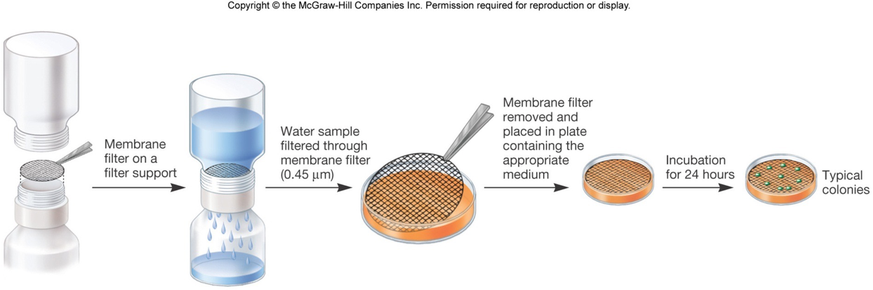 <p>• Cells are filtered through a special membrane that provides a dark background for observing cells.</p><p>• Cells are stained with fluorescent dyes so they can easily be seen on the filter.</p><p>• Useful <span>for </span>when you have a large amount of <u>water</u> and want to count how many cells are there.</p><p>• When used with certain dyes, we <u>can</u> distinguish living from dead cells.</p>