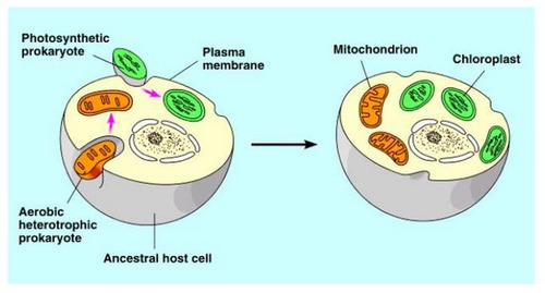 Mitochandria and chloroplasts used to be free-living prokaryotes, then were engulfed by an early ancestor of eukaryotic cells
-engulfed cells formed relationship with host cell
-merged into one organism over evolution