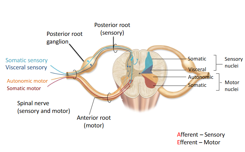 <p>Contains the processes (axons) of sensory neurons carrying information to the CNS; cell bodies are located in the dorsal root ganglia. </p>
