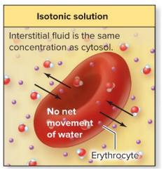 <p>No net water movement; cell stays the same</p>