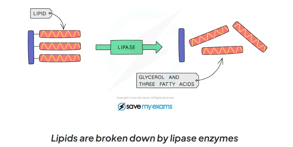 <p>Lipase are enzymes that break down lipids (fats) to glycerol and fatty acids</p><ul><li><p>Lipase enzymes are produced in the pancreas and secreted into the small intestine</p></li></ul>