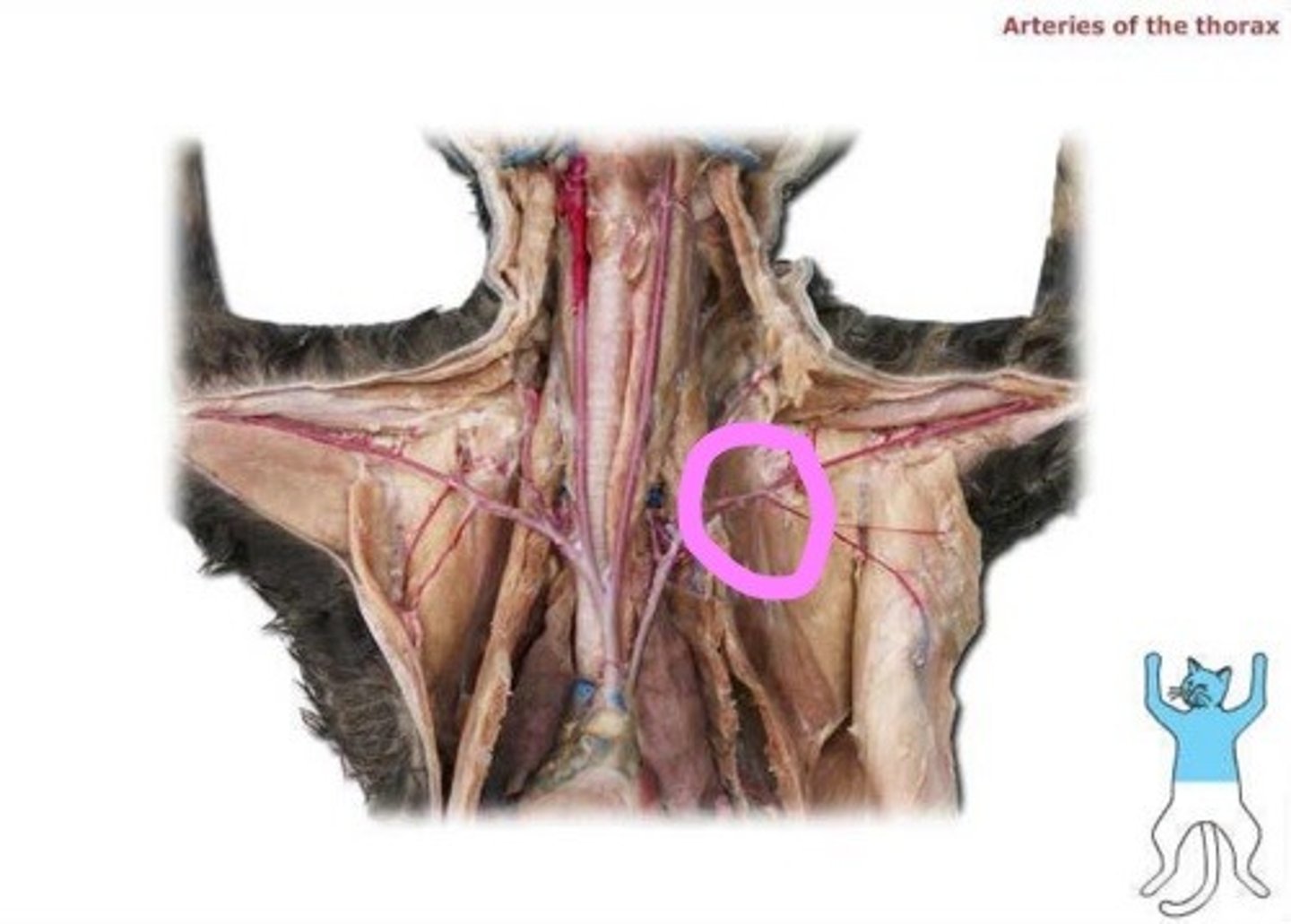 knowt flashcard image