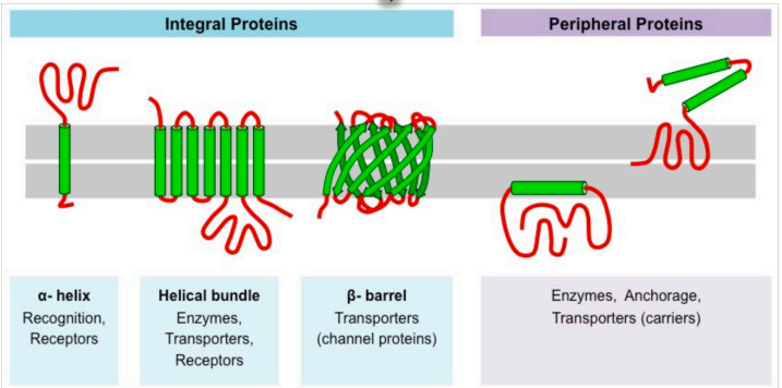 <p><strong><span style="color: blue">Integral Proteins</span></strong> – permanently attached to membrane and are typically transmembrane (span across bilayer)</p><p><strong><span style="color: purple">Peripheral Proteins</span></strong> – temporally attached to noncovalent interactions and associate with one surface</p><p><img src="https://knowt-user-attachments.s3.amazonaws.com/62d1ddfd-2d4d-4242-bacb-6df895a76df8.jpeg"></p>