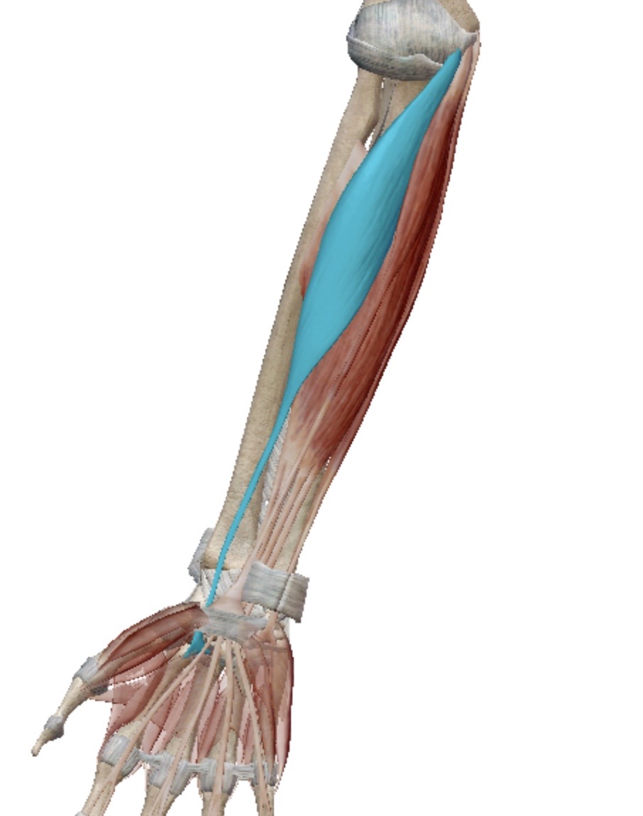 <p>Identify this muscle</p>