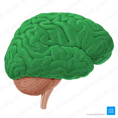 <p>The <strong><em><em></em></strong></em>__ is the central part of the brain responsible for higher-level thinking and processing.</p>