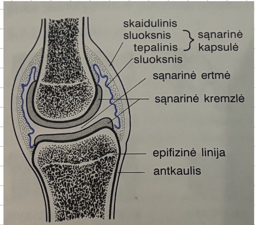 <p>Sanariniai pavirsiai (galva, duobe, kremzle),</p><p>sanario kapsule,</p><p>Sanario ertme,</p><p>Sanario priklausiniai</p>