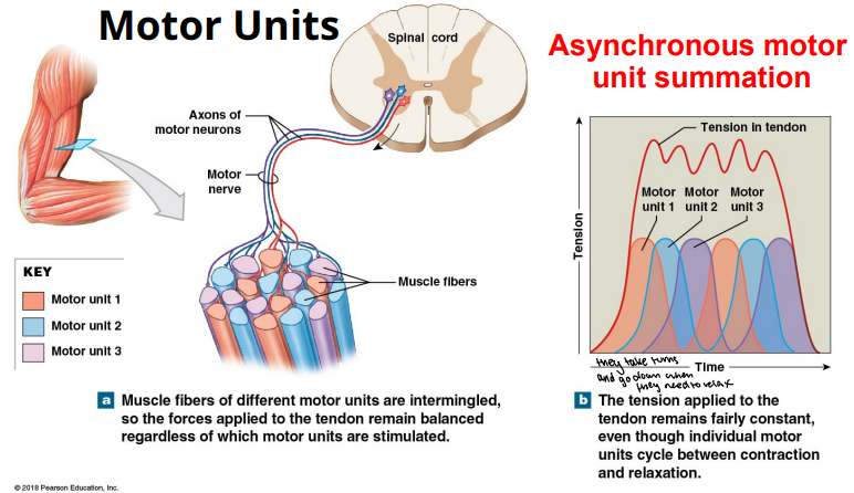 <p>Asynchronous motor unit summation allows for sustained muscle contractions by</p>