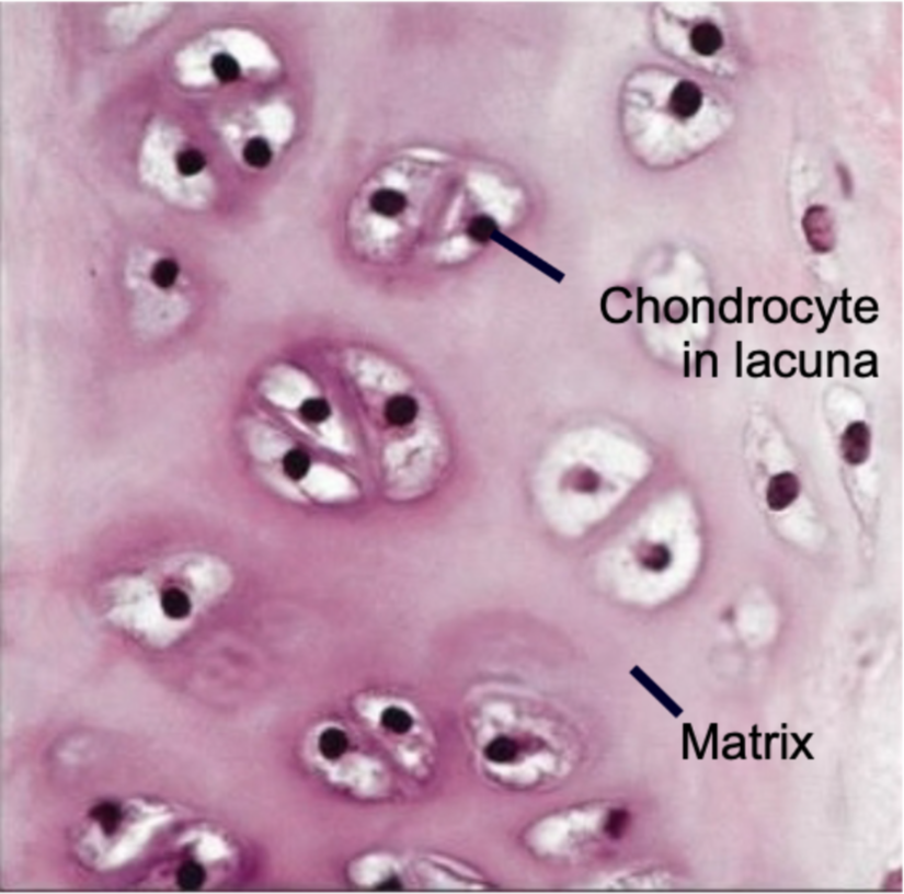 1. Most common
2. Contains nearly invisible collagen fibers (fibrils)
3. Found in 
- Ends of long bones
- Costal cartilages
- Articular joint cartilage
- Respiratory structures (larynx, trachea)
- Fetal/embryonic skeleton 