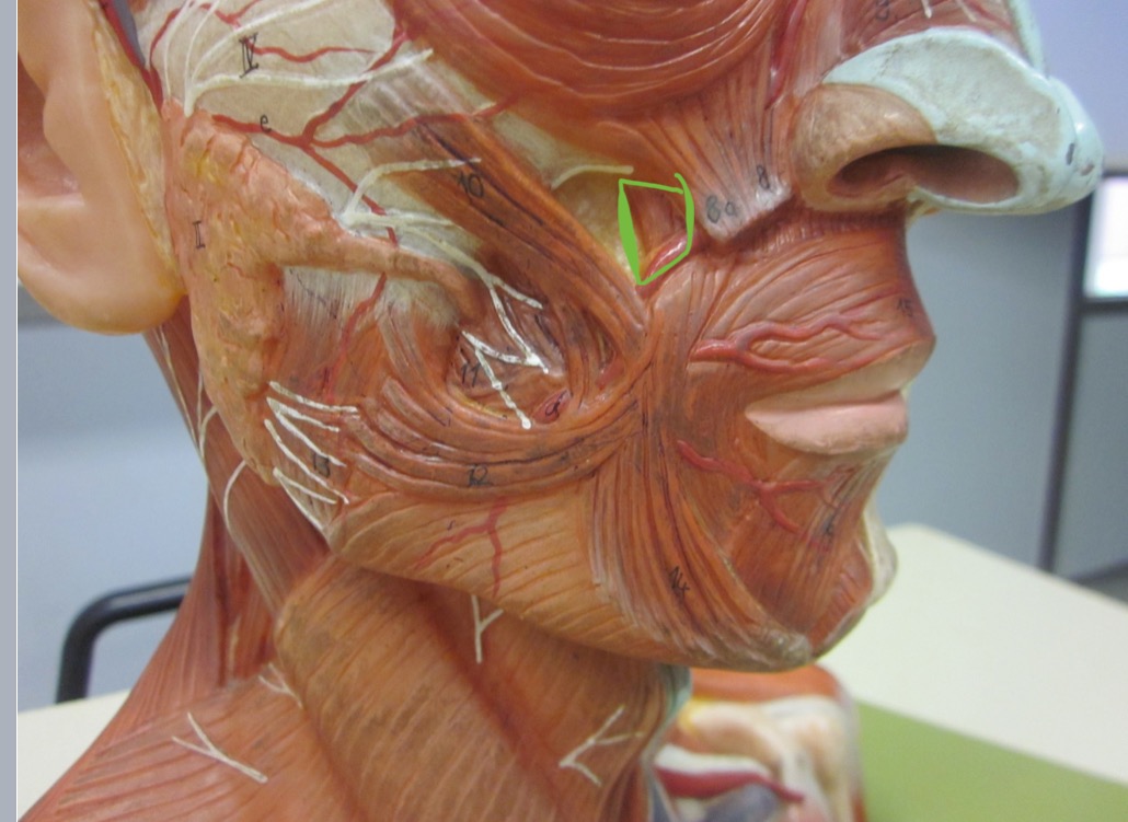 <p>Which muscle</p>
