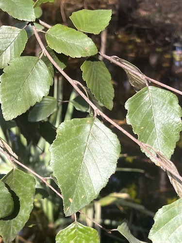 What is this plant?
