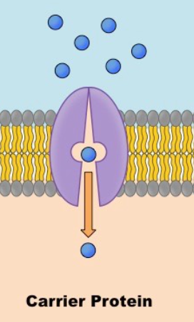 <p>Molecule must be a <strong>specific</strong> size to fix </p>