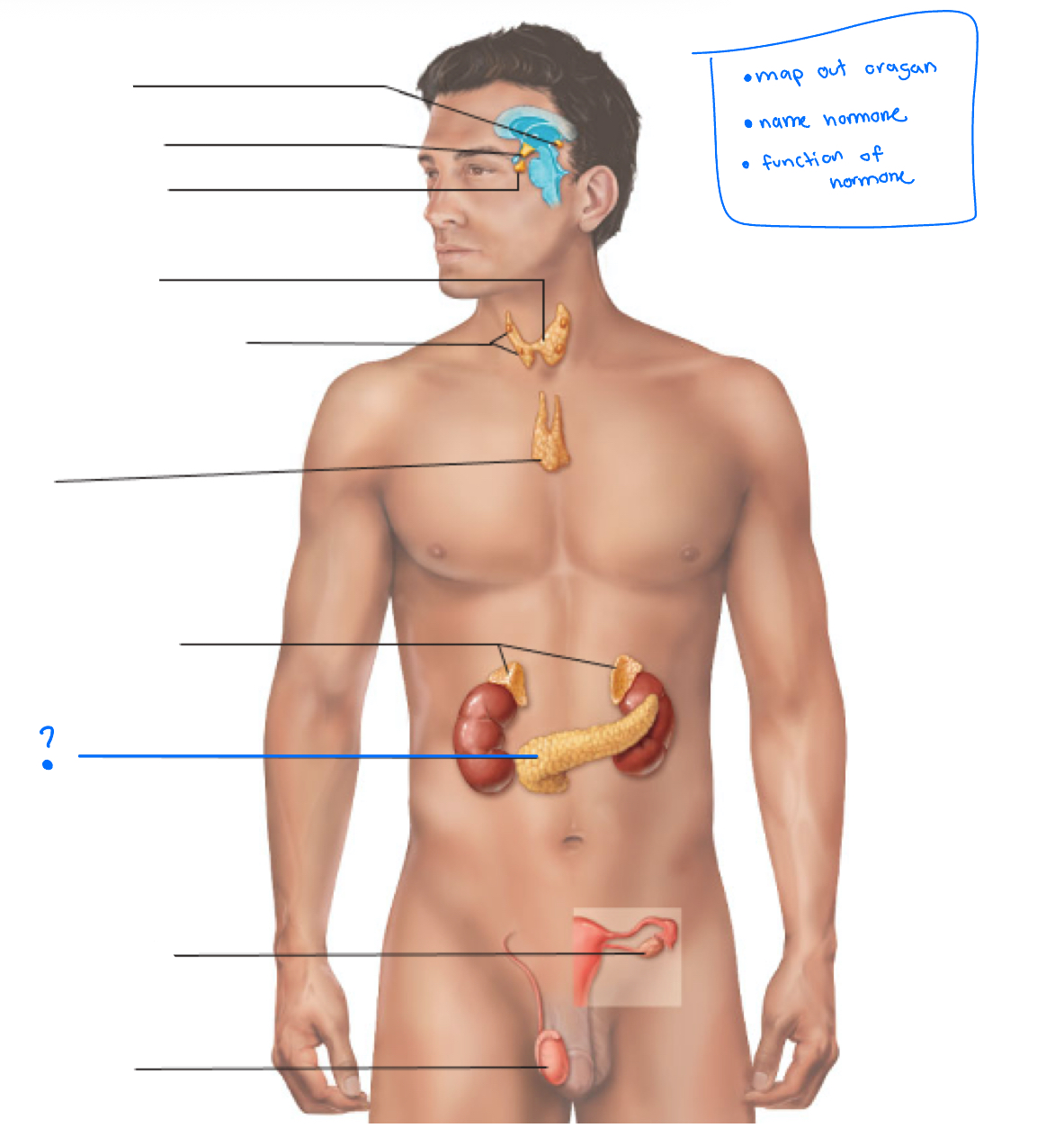 term image