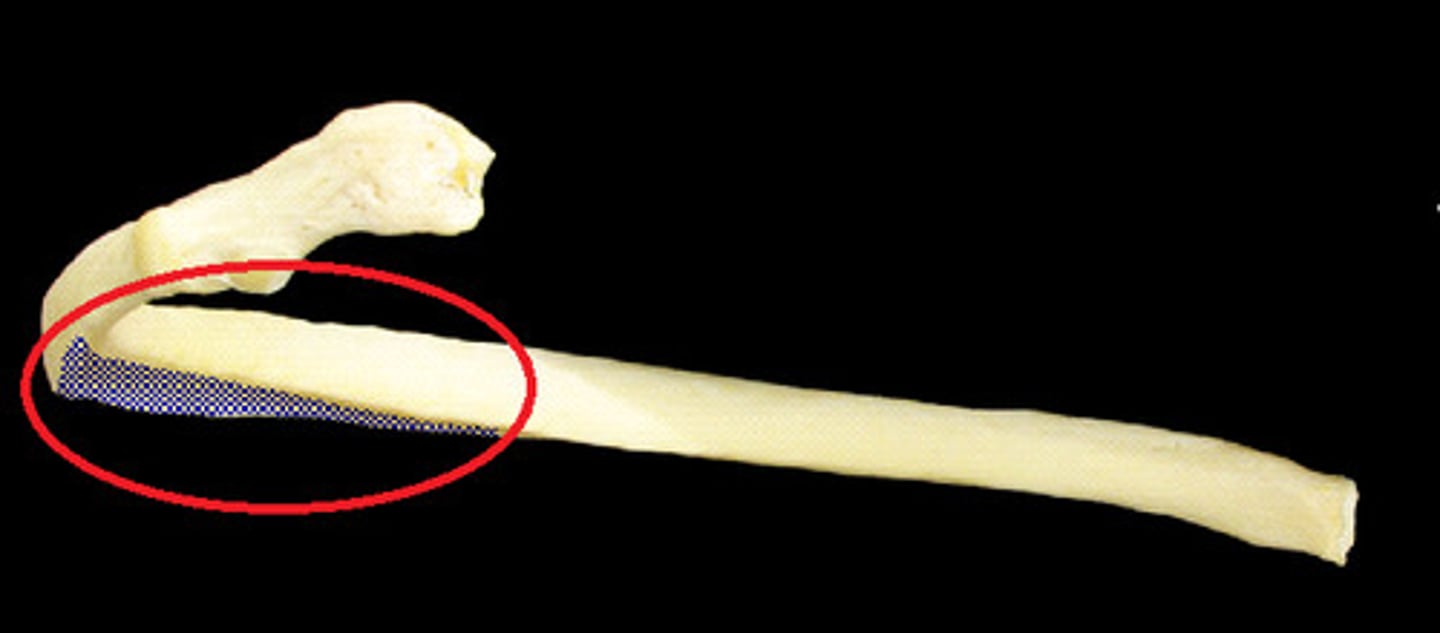 <p>muscle attachment; arteries, veins, and nerves run in the groove</p>