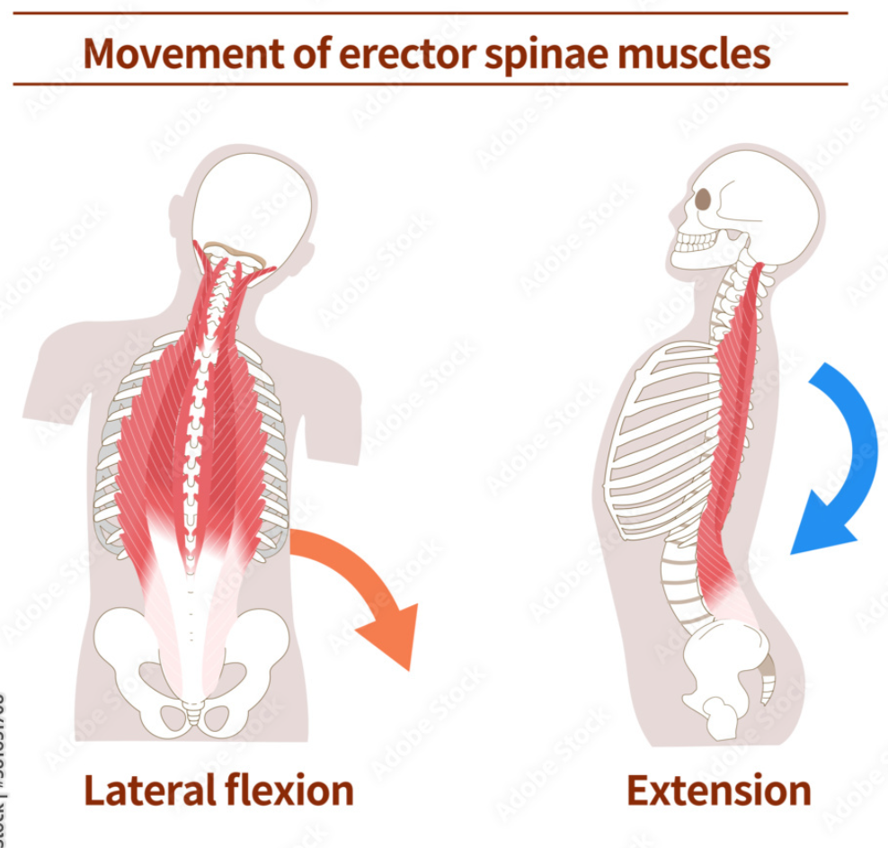 <p>Main Action of Erector Spinae</p>
