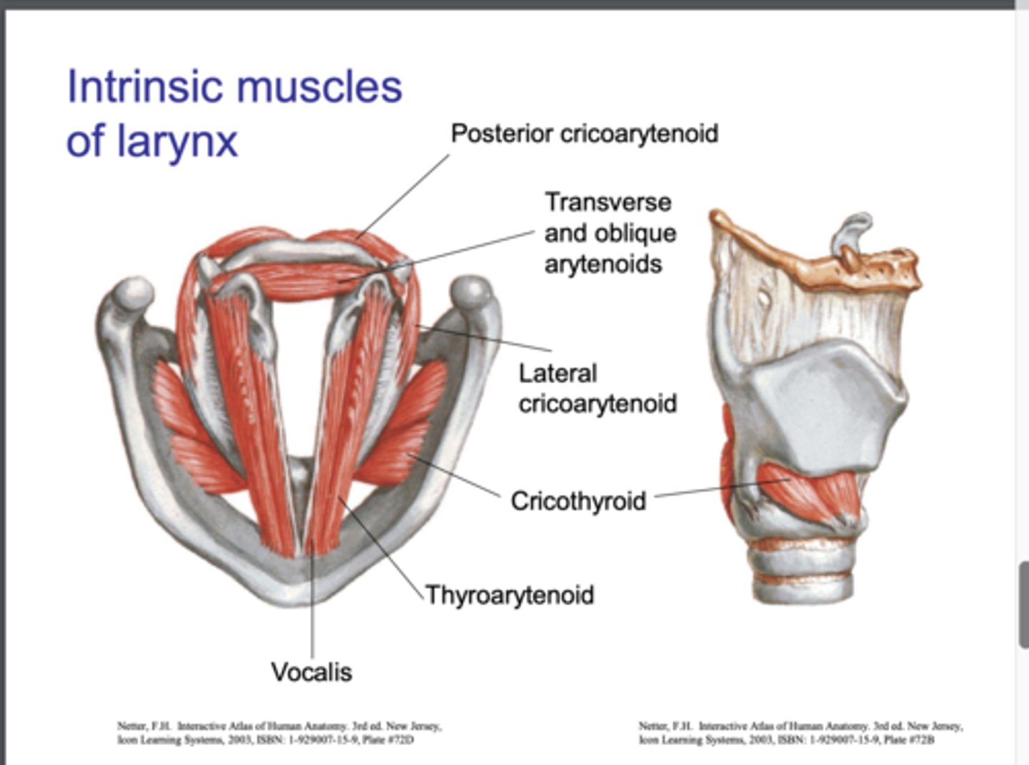 <p>lateral cricoarytenoid, transverse arytenoid, oblique arytenoid</p>