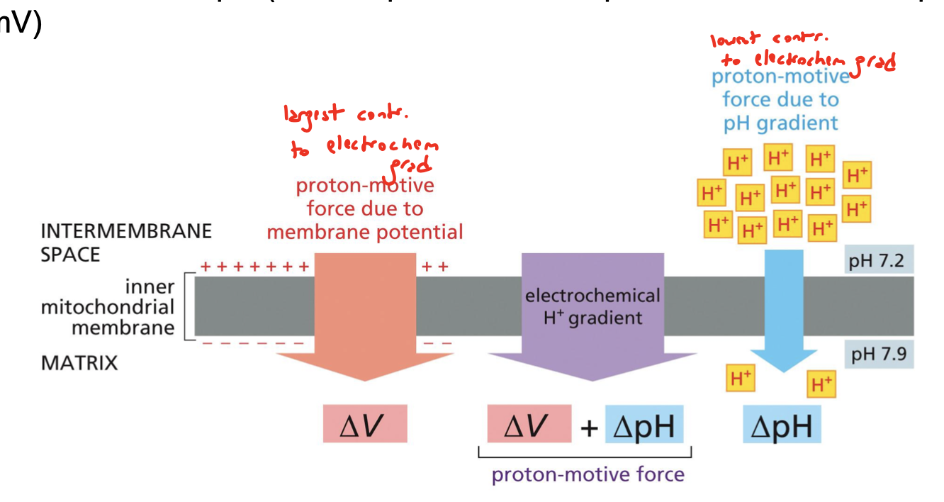 <p>membrane potential (deltaV) contributes the most, pH gradient (deltapH) contributes the least</p>