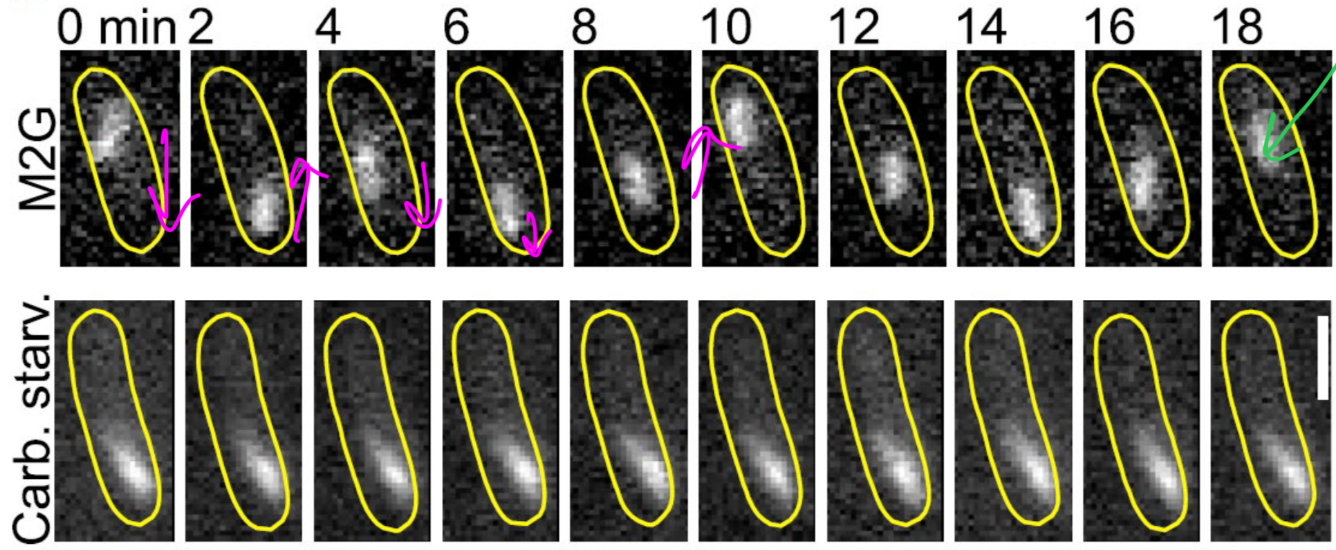 <p>Freezing of the cytoplasm (thaught to help cell save the last of its energy)</p>