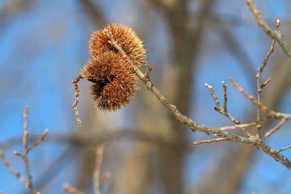 <p>Common name: American chestnut</p><p></p><p>Genus: Castanea</p><p></p><p>Species: dentata</p><p></p><p>Family: Fagaceae</p>