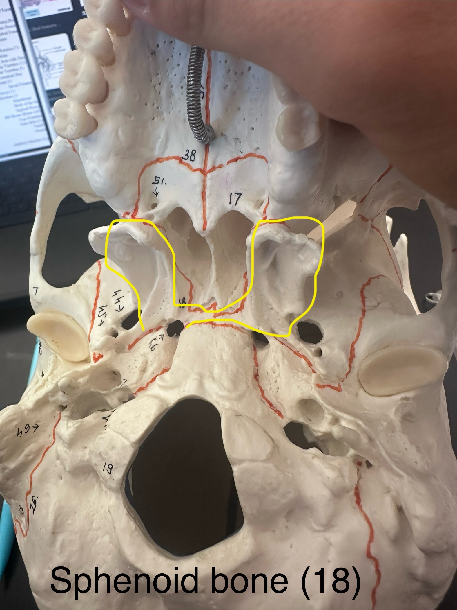 <p>Sphenoid Bone</p>