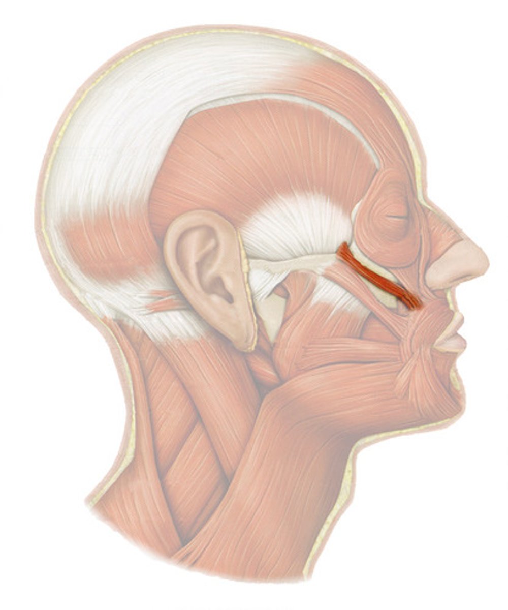 <p>o: zygomatic bone</p><p>i: corner of mouth</p><p>a: RAISES CORNERS OF MOUTH UPWARD</p>