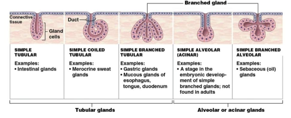 <ul><li><p>Based on duct structure</p><ul><li><p>simple (single duct that does not <span data-name="divide" data-type="emoji">➗</span>)</p></li><li><p>compound (duct <span data-name="divide" data-type="emoji">➗</span>’s 1 or more times)</p></li></ul></li><li><p>Based on the shape of the secretory area</p></li><li><p><strong>Tubular </strong>(glandular cells form tubes)</p></li><li><p><strong>Alveolar or acinar </strong>(glandular cells form sacs)</p></li><li><p><strong>Tubuloalveolar </strong>(glandular cells forms tubes &amp; sacs)</p></li></ul><p></p>