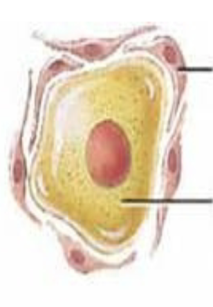 <p><mark data-color="yellow" style="background-color: yellow; color: inherit">surround neurosomas</mark> in ganglia of <mark data-color="yellow" style="background-color: yellow; color: inherit">PNS</mark></p><p>provide <mark data-color="yellow" style="background-color: yellow; color: inherit">electrical insulation</mark> around soma &amp; r<mark data-color="yellow" style="background-color: yellow; color: inherit">egulate the chemical environment</mark> of neurons</p>