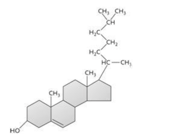<p><span style="background-color: transparent; font-family: &quot;Times New Roman&quot;, serif;">The molecule shown above is a(n) ____.</span></p><table style="min-width: 75px;"><colgroup><col style="min-width: 25px;"><col style="min-width: 25px;"><col style="min-width: 25px;"></colgroup><tbody><tr><td colspan="1" rowspan="1" style="vertical-align: top; overflow: hidden; overflow-wrap: break-word;"><p><span style="background-color: transparent;">&nbsp;</span></p></td><td colspan="1" rowspan="1" style="vertical-align: top; padding: 1.5pt 0pt; overflow: hidden; overflow-wrap: break-word;"><p><span style="background-color: transparent; font-family: &quot;Times New Roman&quot;, serif;">a.&nbsp;</span></p></td><td colspan="1" rowspan="1" style="vertical-align: top; padding: 1.5pt 20pt 1.5pt 0pt; overflow: hidden; overflow-wrap: break-word;"><p><span style="background-color: transparent; font-family: &quot;Times New Roman&quot;, serif;">​triglyceride</span></p></td></tr><tr><td colspan="1" rowspan="1" style="vertical-align: top; overflow: hidden; overflow-wrap: break-word;"><p><span style="background-color: transparent;">&nbsp;</span></p></td><td colspan="1" rowspan="1" style="vertical-align: top; padding: 1.5pt 0pt; overflow: hidden; overflow-wrap: break-word;"><p><span style="background-color: transparent; font-family: &quot;Times New Roman&quot;, serif;">b.&nbsp;</span></p></td><td colspan="1" rowspan="1" style="vertical-align: top; padding: 1.5pt 20pt 1.5pt 0pt; overflow: hidden; overflow-wrap: break-word;"><p><span style="background-color: transparent; font-family: &quot;Times New Roman&quot;, serif;">amino acid​</span></p></td></tr><tr><td colspan="1" rowspan="1" style="vertical-align: top; overflow: hidden; overflow-wrap: break-word;"><p><span style="background-color: transparent;">&nbsp;</span></p></td><td colspan="1" rowspan="1" style="vertical-align: top; padding: 1.5pt 0pt; overflow: hidden; overflow-wrap: break-word;"><p><span style="background-color: transparent; font-family: &quot;Times New Roman&quot;, serif;">c.&nbsp;</span></p></td><td colspan="1" rowspan="1" style="vertical-align: top; padding: 1.5pt 20pt 1.5pt 0pt; overflow: hidden; overflow-wrap: break-word;"><p><span style="background-color: transparent; font-family: &quot;Times New Roman&quot;, serif;">steroid​</span></p></td></tr><tr><td colspan="1" rowspan="1" style="vertical-align: top; overflow: hidden; overflow-wrap: break-word;"><p><span style="background-color: transparent;">&nbsp;</span></p></td><td colspan="1" rowspan="1" style="vertical-align: top; padding: 1.5pt 0pt; overflow: hidden; overflow-wrap: break-word;"><p><span style="background-color: transparent; font-family: &quot;Times New Roman&quot;, serif;">d.&nbsp;</span></p></td><td colspan="1" rowspan="1" style="vertical-align: top; padding: 1.5pt 20pt 1.5pt 0pt; overflow: hidden; overflow-wrap: break-word;"><p><span style="background-color: transparent; font-family: &quot;Times New Roman&quot;, serif;">polysaccharide​</span></p></td></tr><tr><td colspan="1" rowspan="1" style="vertical-align: top; overflow: hidden; overflow-wrap: break-word;"><p><span style="background-color: transparent;">&nbsp;</span></p></td><td colspan="1" rowspan="1" style="vertical-align: top; padding: 1.5pt 0pt; overflow: hidden; overflow-wrap: break-word;"><p><span style="background-color: transparent; font-family: &quot;Times New Roman&quot;, serif;">e.&nbsp;</span></p></td><td colspan="1" rowspan="1" style="vertical-align: top; padding: 1.5pt 20pt 1.5pt 0pt; overflow: hidden; overflow-wrap: break-word;"><p><span style="background-color: transparent; font-family: &quot;Times New Roman&quot;, serif;">​phospholipid</span></p></td></tr></tbody></table><p></p>