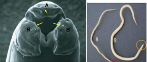 <p>which species? arrows? a, b?</p>