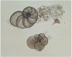 <p>group of mostly marine amoeboid protozoans. Part of</p><p>“floating life” called plankton in the ocean. Calcareous shells</p>