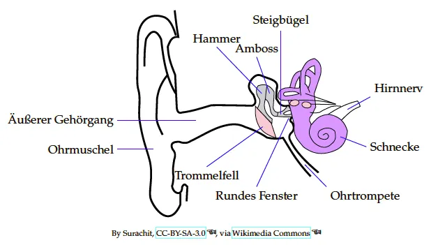 <ol><li><p><strong>Schall</strong>: trifft auf Außenohr (kann Frequenzen im Bereich von 0 Hz bis 22 kHz wahrnehmen)</p></li><li><p><strong>Mittelohr</strong>: weitergeleitet, wo Luftdruckschwankungen das Trommelfell in Vibration versetzt</p></li><li><p><strong>Gehörknöchelchen</strong>: Vibrationen werden verstärkt und an Schnecke weitergeleitet</p></li><li><p><strong>Innenohr</strong>: Bewegung der Flüssigkeit im Inneren der Schnecke wird von <span><span>Nervenzellen mit feinen Härchen</span></span> in <span><span>elektrische Signale</span></span> umgewandelt, die zum Gehirn geleitet werden</p></li></ol><p></p>