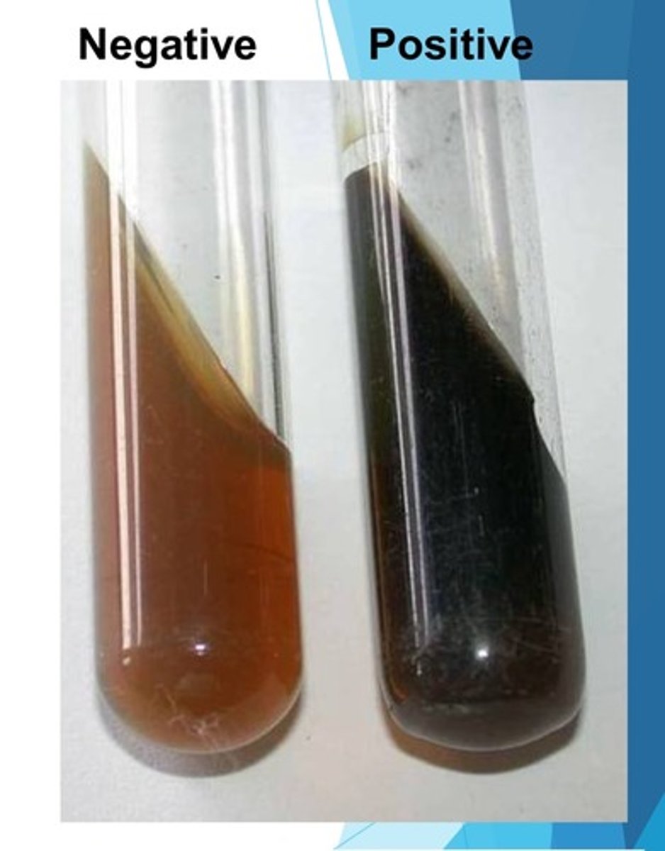 <p>positive= blackening → hydrolysis of esculin in presence of bile</p><p>negative= no darkening</p>