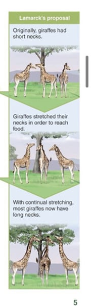 <p>An organism can pass on characteristics that it acquired during its lifetime to its offspring<br>-the use and disuse of a structure lead to heritable changes</p>
