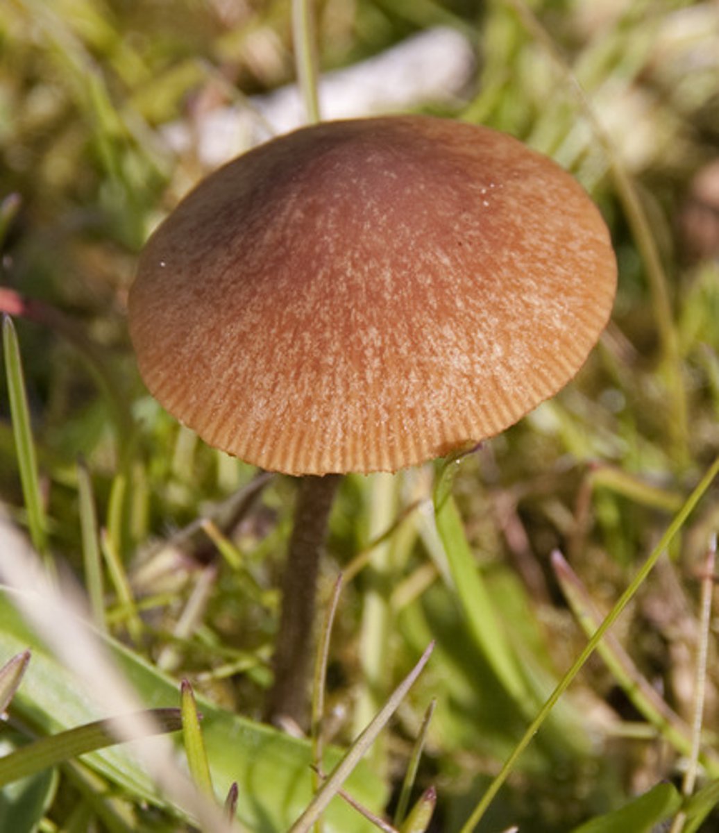 <p>A pesticide that targets species of fungus that can damage crops.</p>