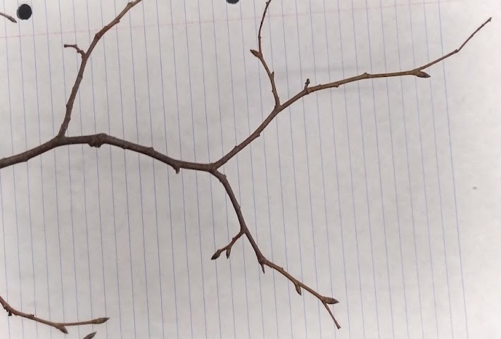 <p>2 toned green and brown buds - imbricate, small, pointed; slender, dark-reddish twig; triple catkin chicken foot at end of twig; green delicate chandelier fruit</p>