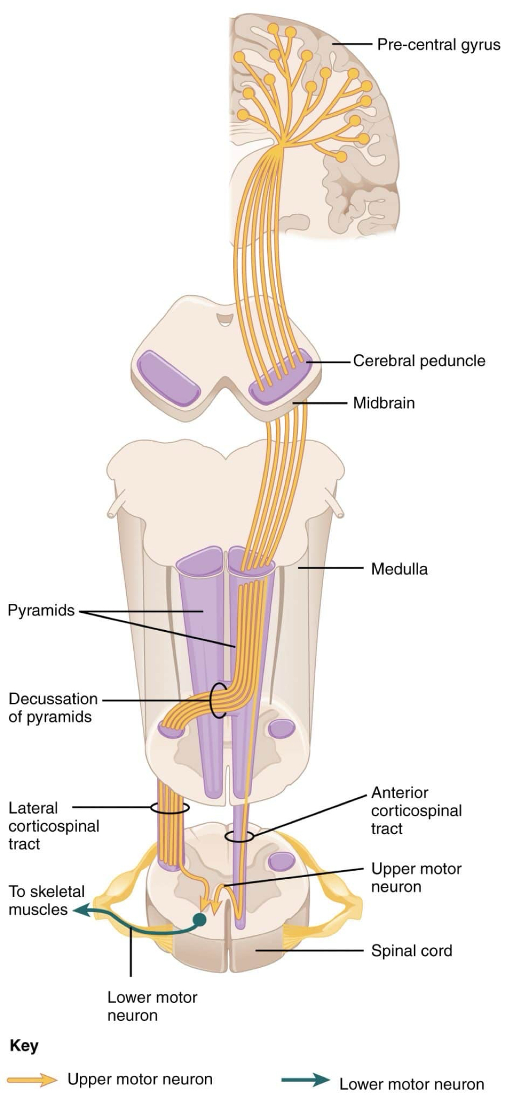 <p>Lateral and anterior corticospinal tract. </p>