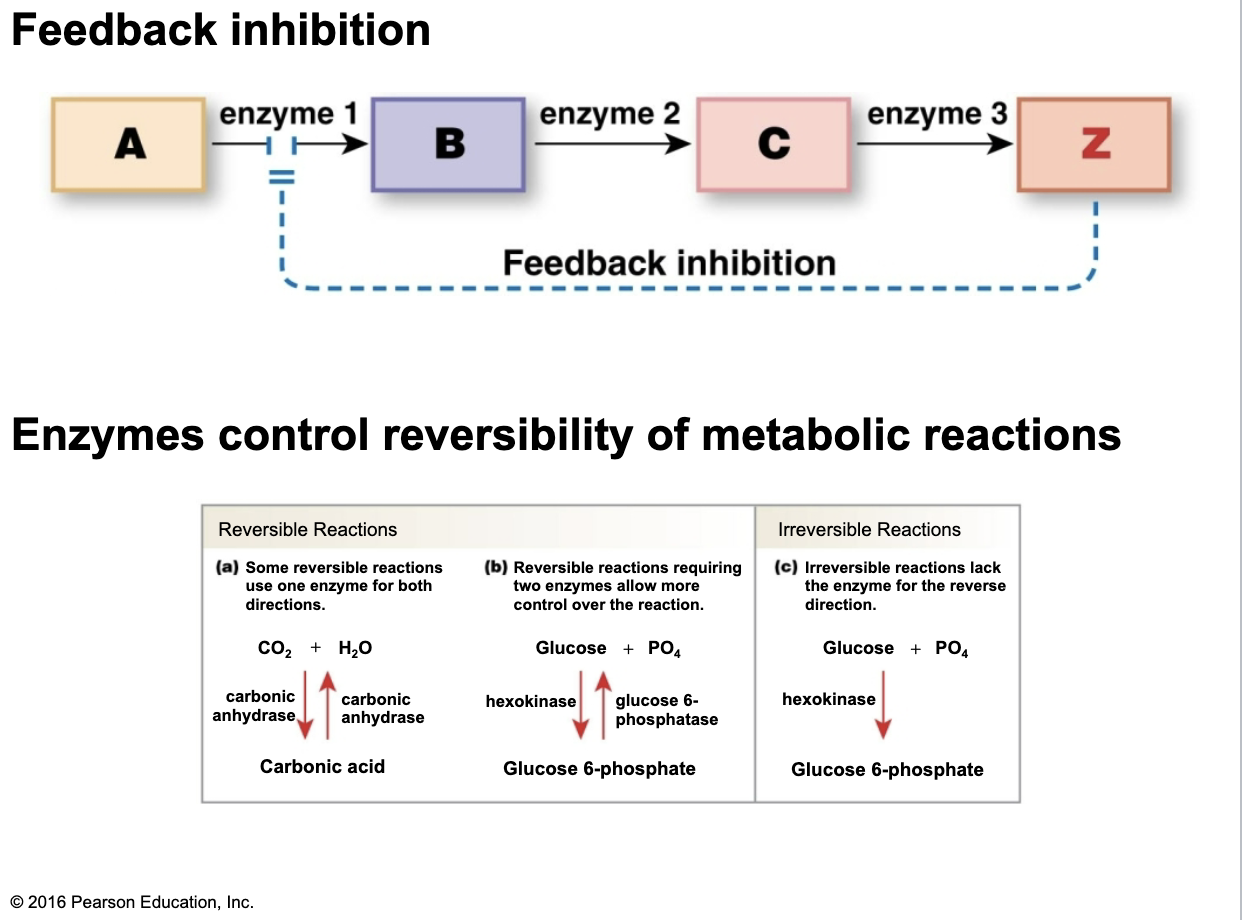 <p>Control reversibility of metabolic reactions</p>