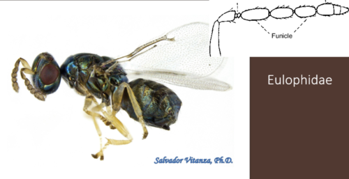 <p>Chalcidoidea </p><p>Eulophidae</p><p></p>