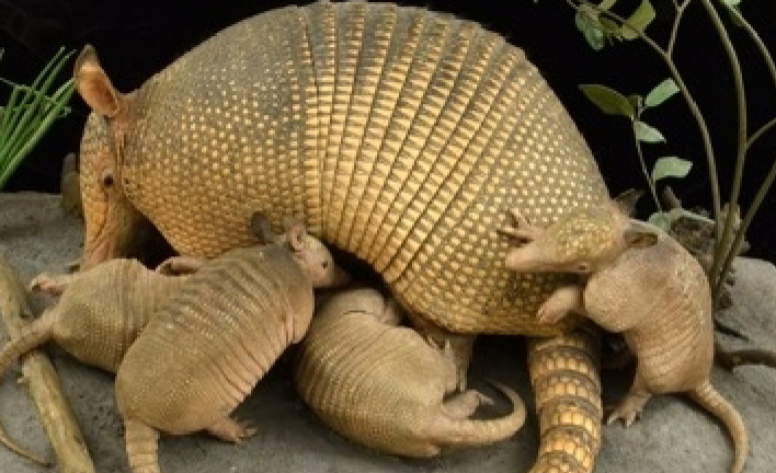 <p><em>Dasypus mexicanus</em> - Mexican Long-Nosed Armadillo.</p><p>Order Cingulata, Family Dasypodidae.</p>